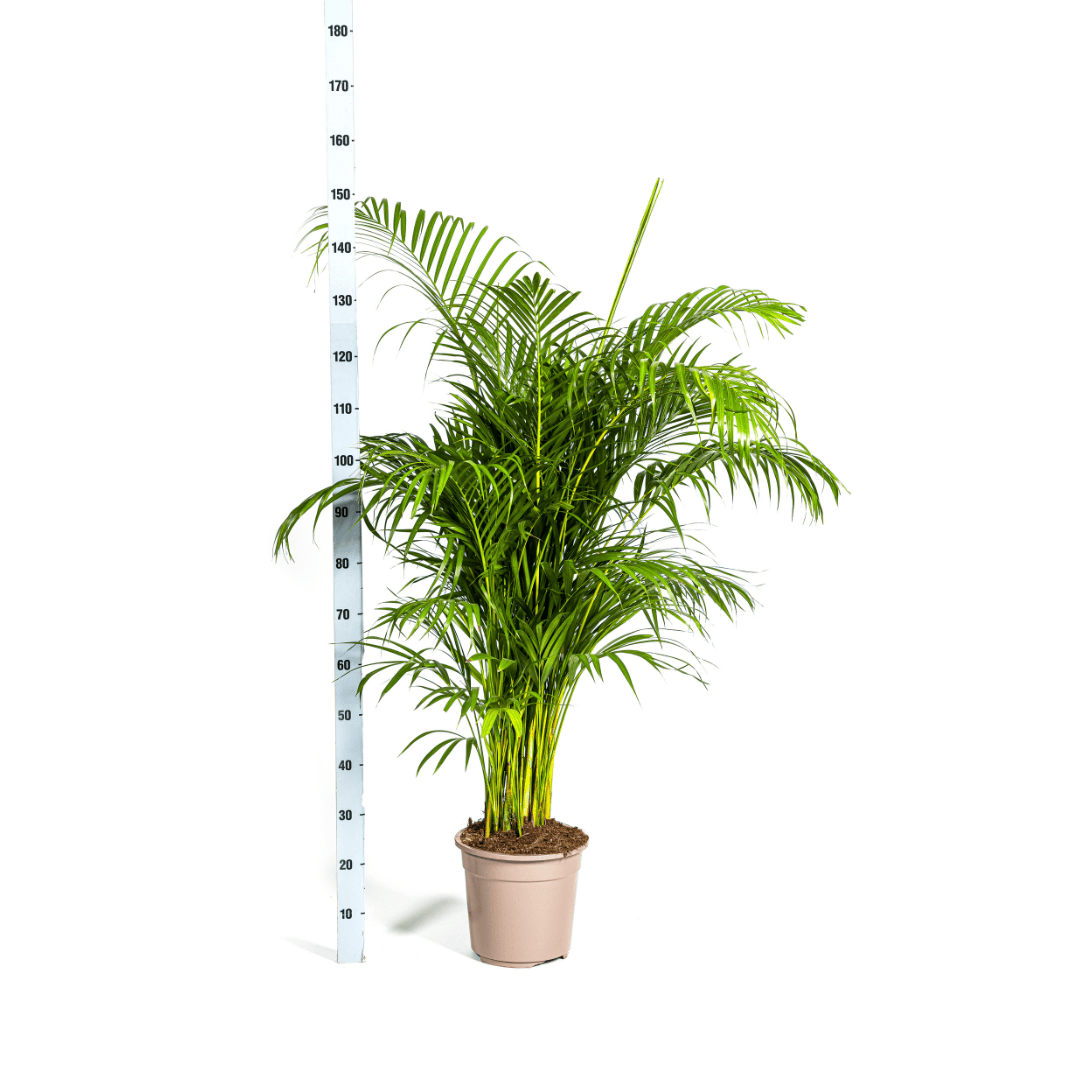 Dypsis Areca lutescens Ø27cm - ↕150 - 170cm - Botanic-Vibes