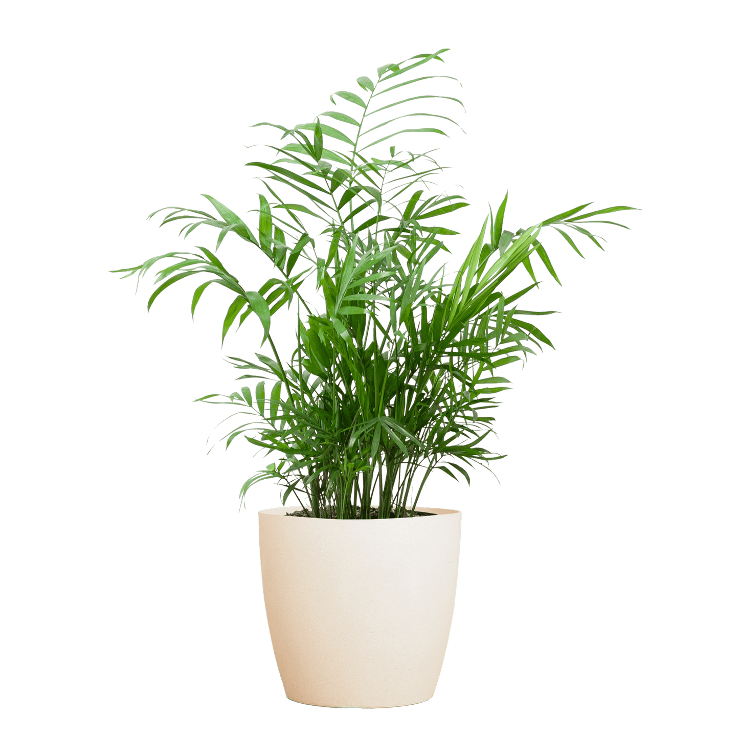 Chamadorea Elegans mit Viber weiß - 55cm - Ø17 - Botanic-Vibes