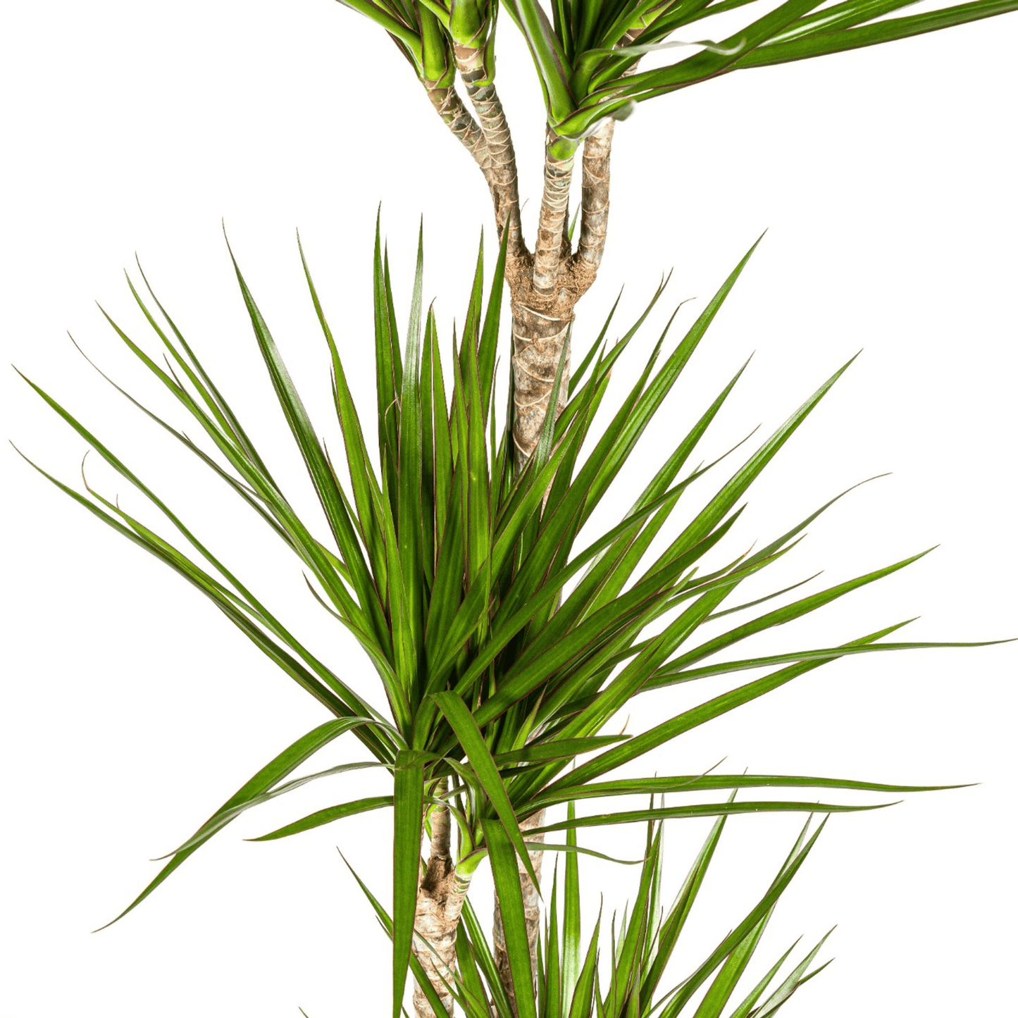 Dracaena Marginata Green Ø24cm - ↕130 - 150cm - Botanic-Vibes