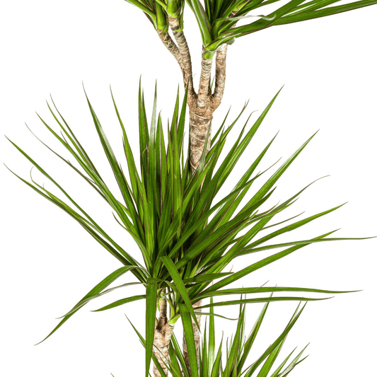 Dracaena Marginata Green Ø24cm - ↕130 - 150cm - Botanic-Vibes