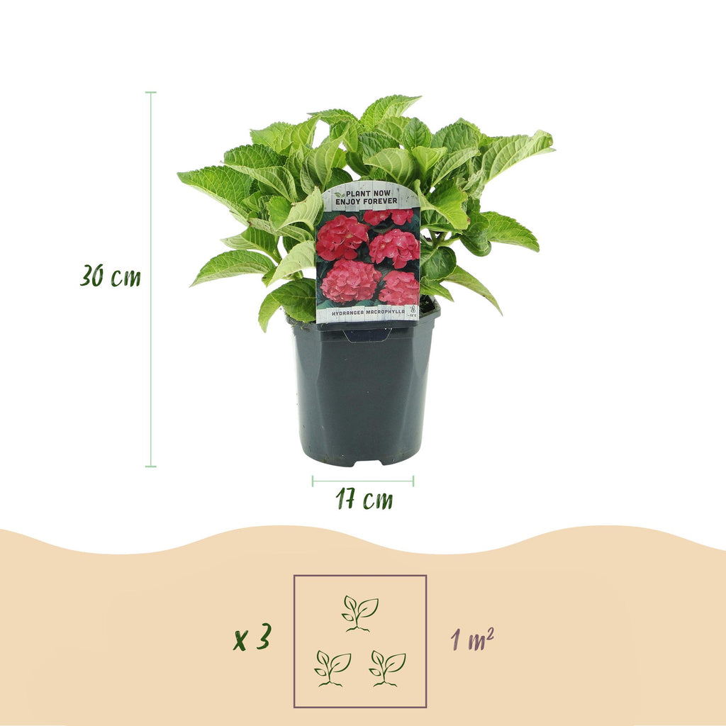Hortensie, Hydrangea macrophylla Rot, Blüte Rot, 1 Pflanze, Laubabwerfend, Wenig Pflege, Topf 17 cm 30 cm