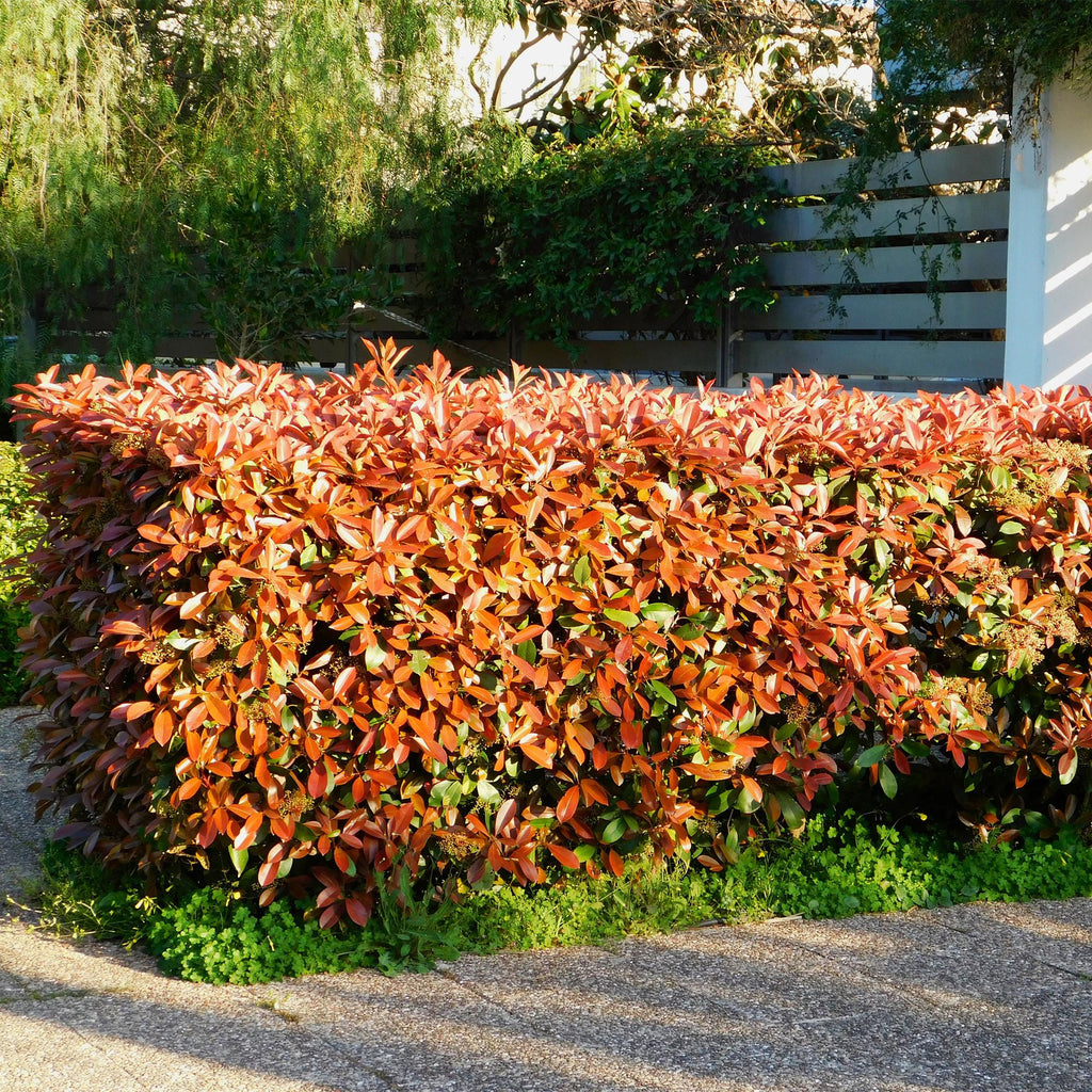 Heckenpflanzen, Photinia Little Rot Robin, Blatt Rot, 8 Pflanzen, 1 Laufmeter, Immergrün, Topf 9 cm 30-35 cm