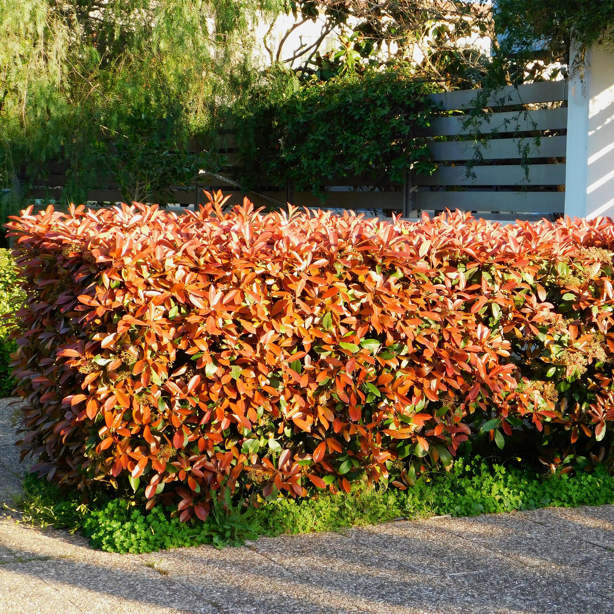 Heckenpflanzen, Photinia Little Rot Robin, Blatt Rot, 8 Pflanzen, 1 Laufmeter, Immergrün, Topf 9 cm 30-35 cm