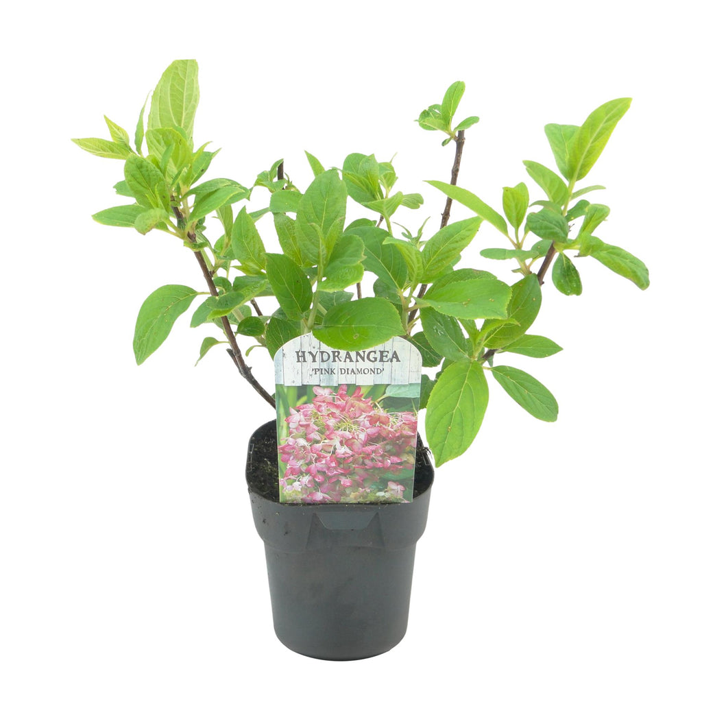 Rispen Hortensie, Hydrangea panniculata Rosa Diamond, Blüte Weiß Rosa, 1 Pflanze, Laubabwerfend, Große Blüten, Topf 17 cm 50 cm