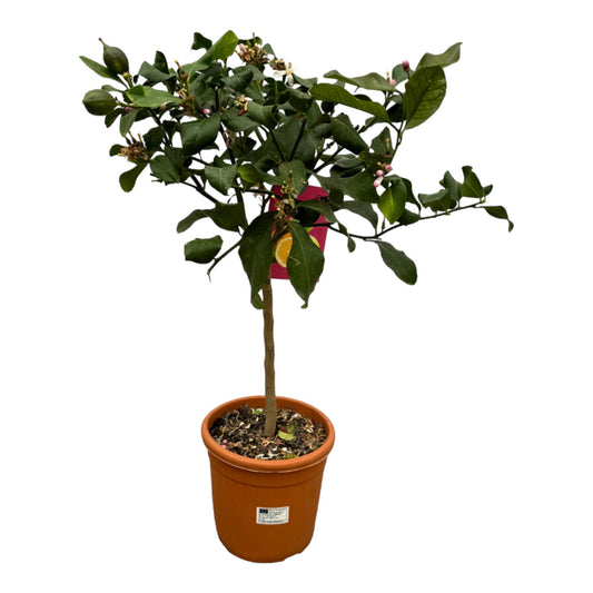 Citrus Lemon – 80 cm – Ø22