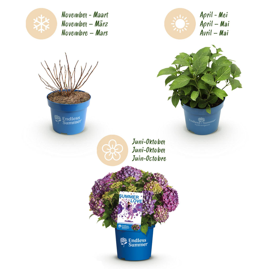Hydrangea Endless Summer Summer Love Lila, Hortensie, Winterhart, Lila, 1 Pflanze, Topf 14 cm, 20-25 cm