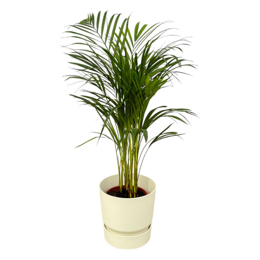 Areca-Palme – 85 cm – Ø19 inklusive elho Greenville Round Weiß D24×H23