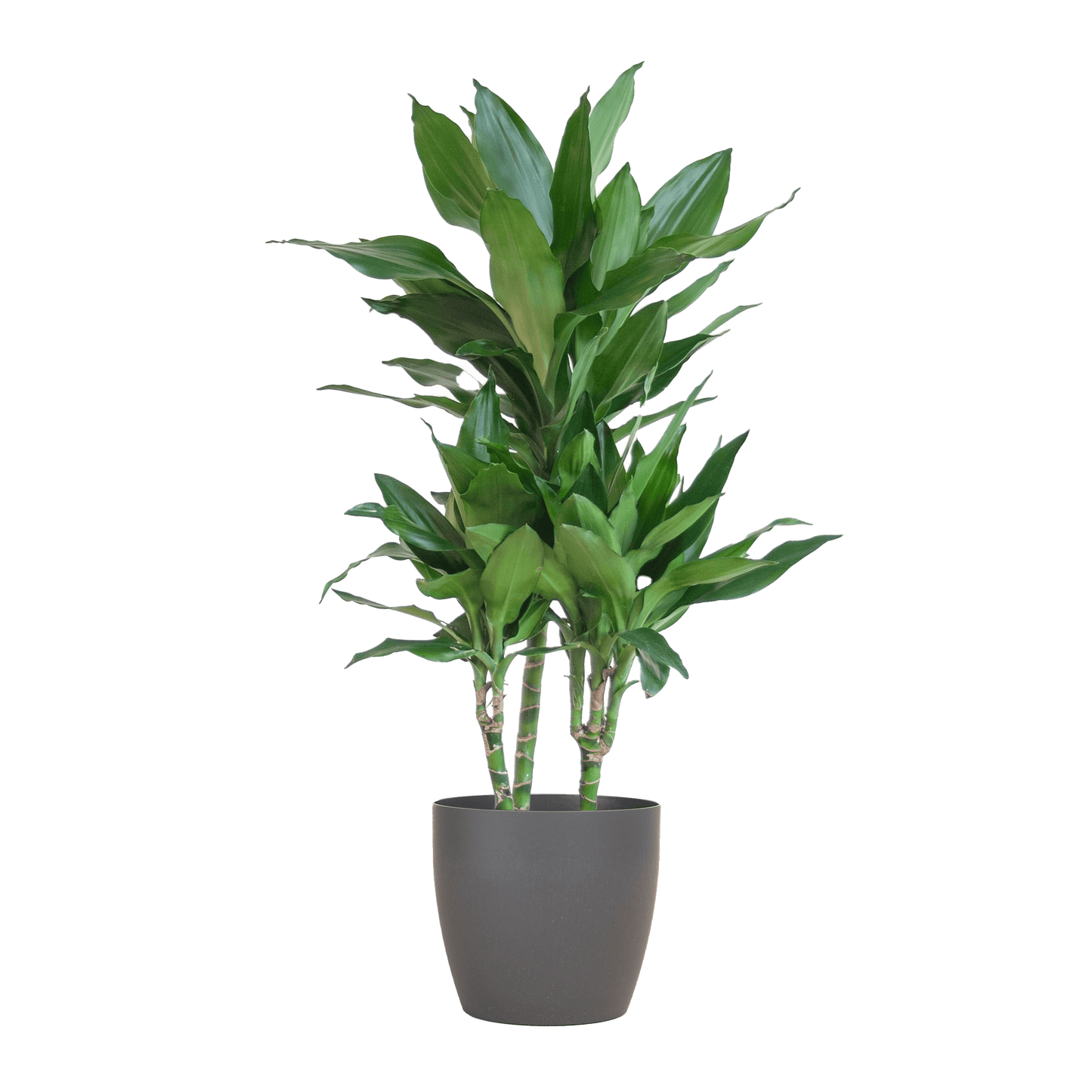Dracaena  Janet Lindt mit Viber grau - 95cm - Ø21 - Botanic-Vibes
