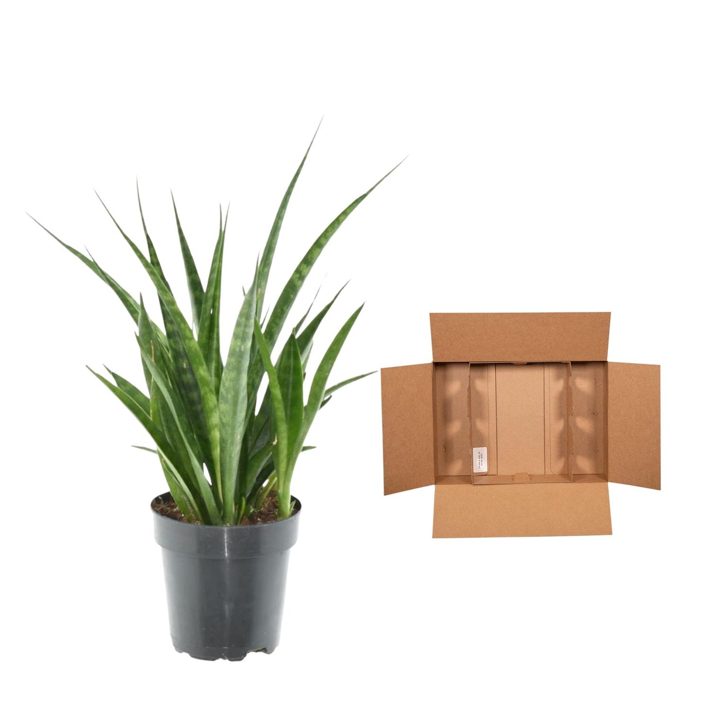 Sansevieria kirkii 'Friends' – 38 cm – Ø12