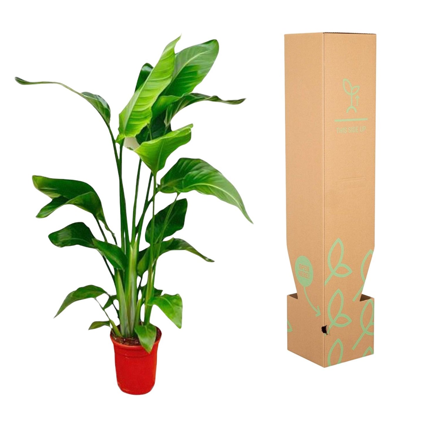 Strelitzia nicolai – 70–90 cm – Ø17