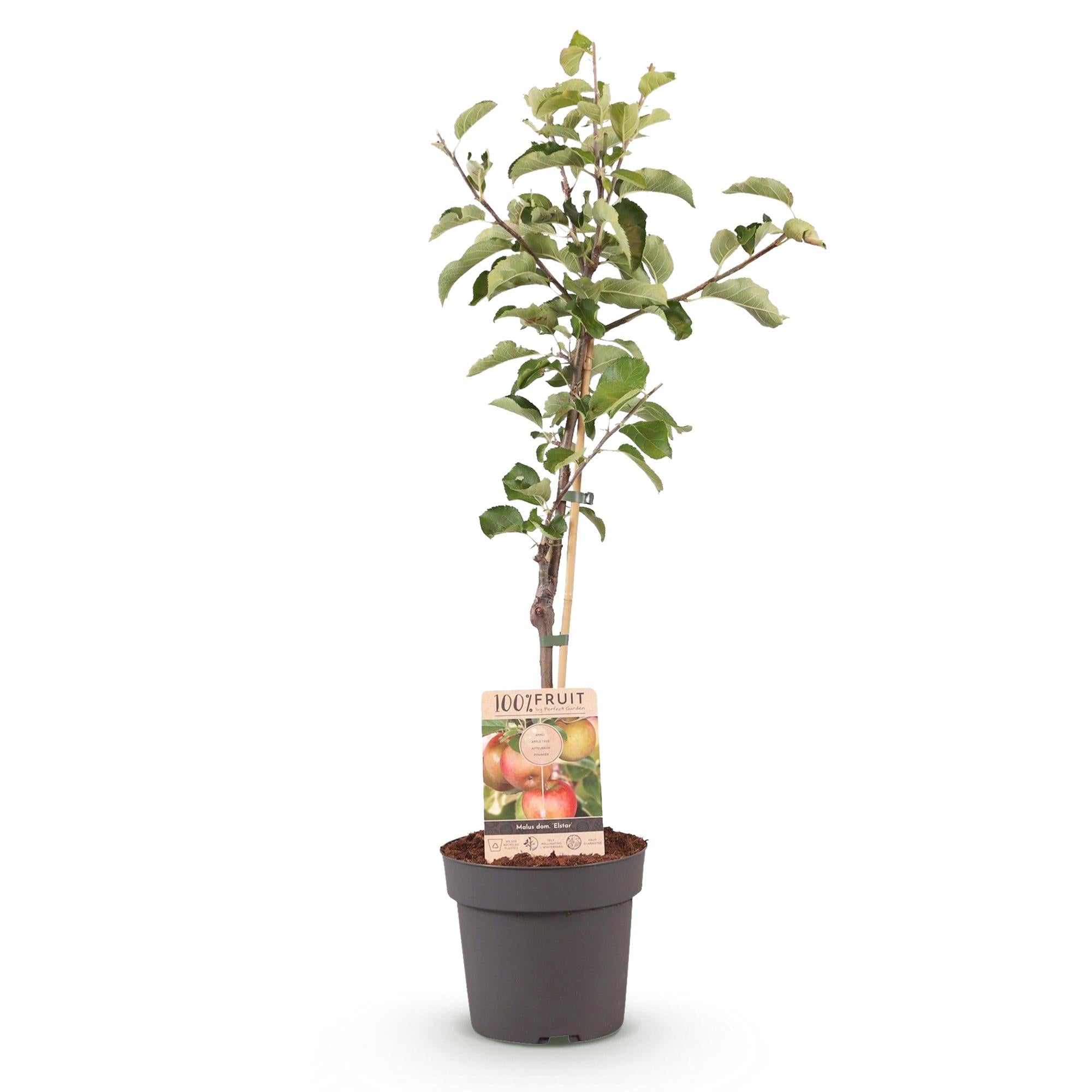Obstbaum, Malus domestica Elstar, Apfelbaum, Winterhart, Rot-Grüner Apfel, 1 Pflanze, Topf 21 cm, 90 cm