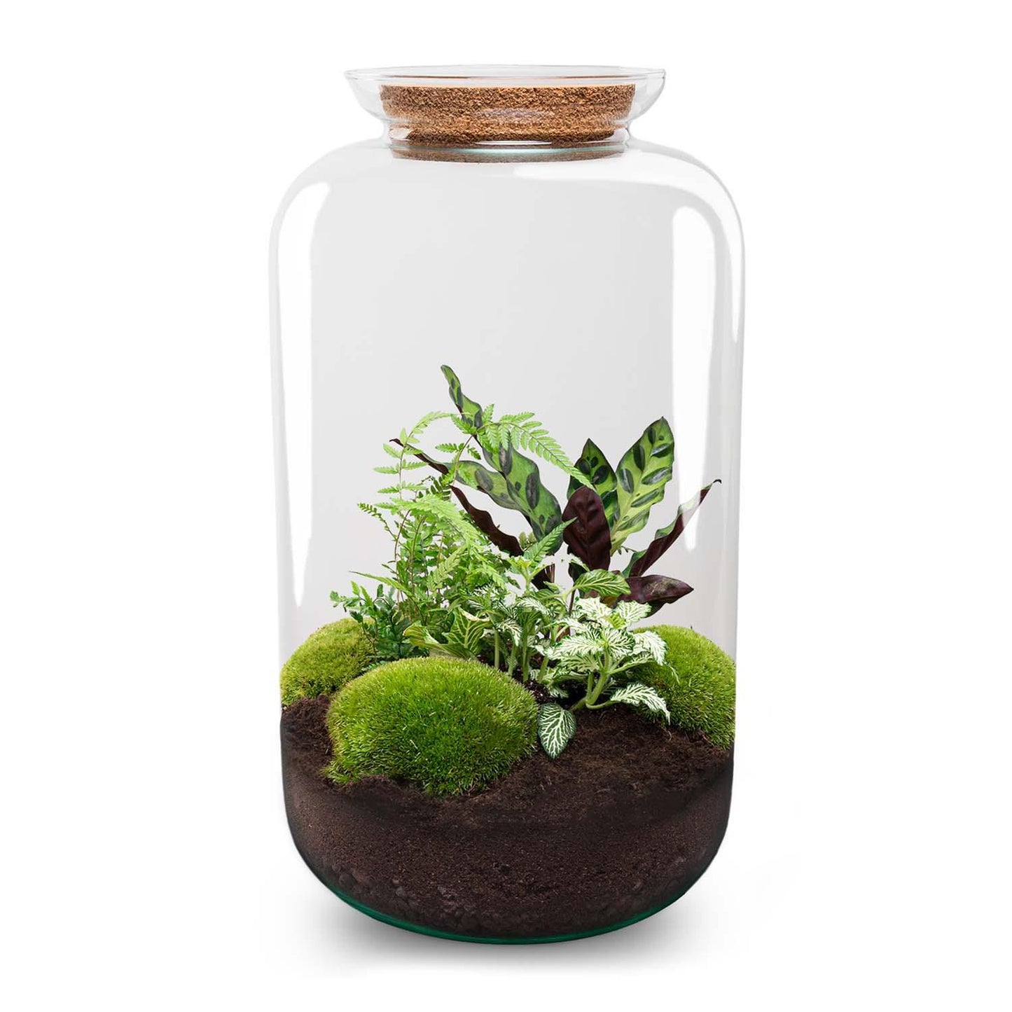 Flaschengarten – Botanical Sven XL – 43 cm – Standardausführung