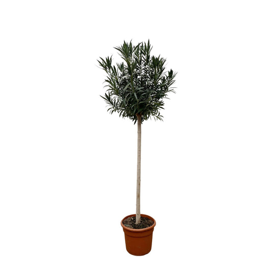 Nerium oleander auf Stamm mit roter Blüte – 170 cm – Ø40