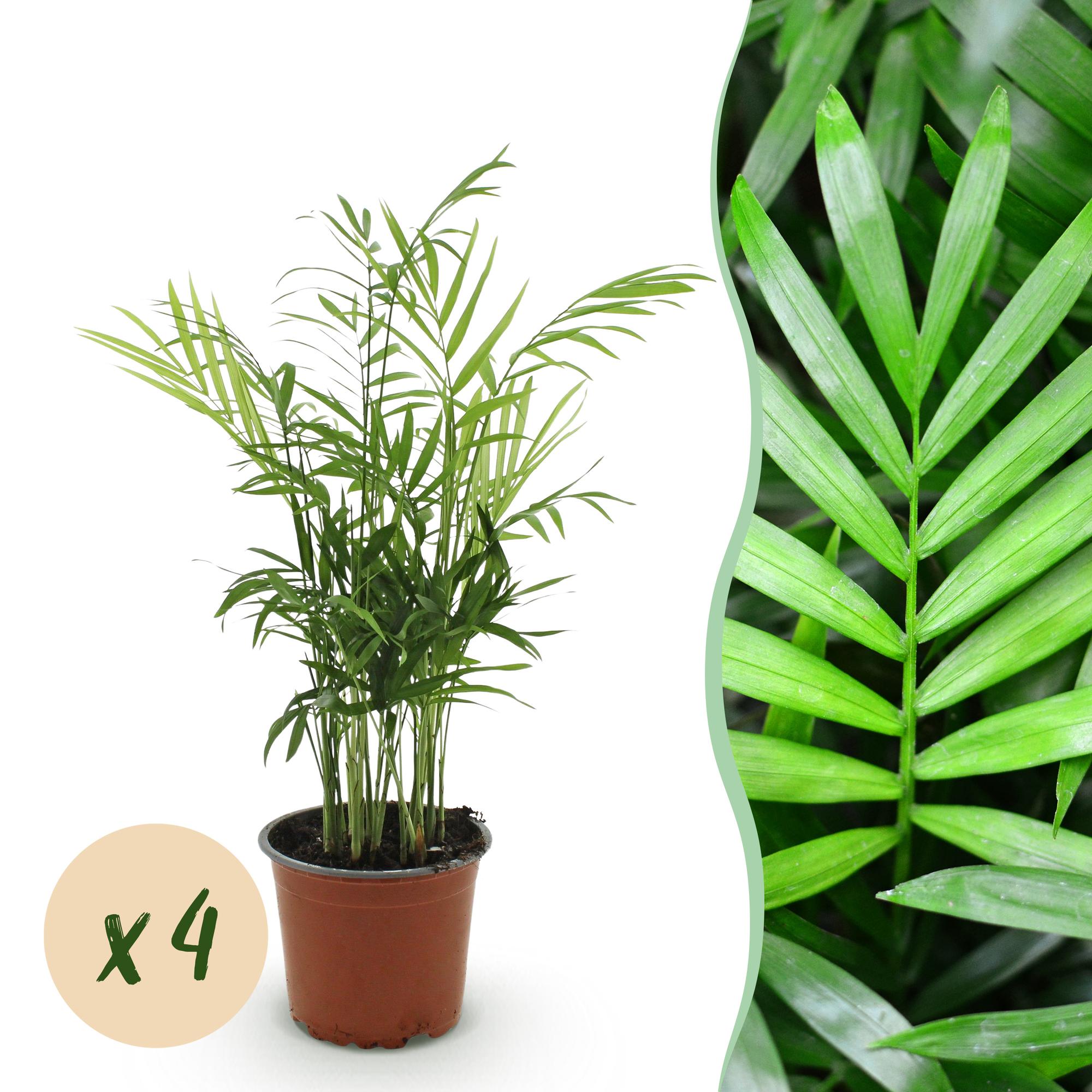 Green boutiQ, Zimmerpflanze, Chamaedorea elegans, Goldpalme, Haustierfreundlich, Grün, Topf 12cm, Höhe 35, 40cm
