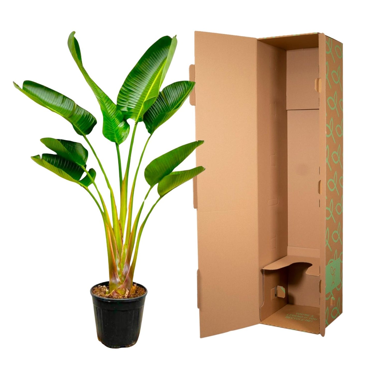 Strelitzia augusta – 160 cm – Ø24
