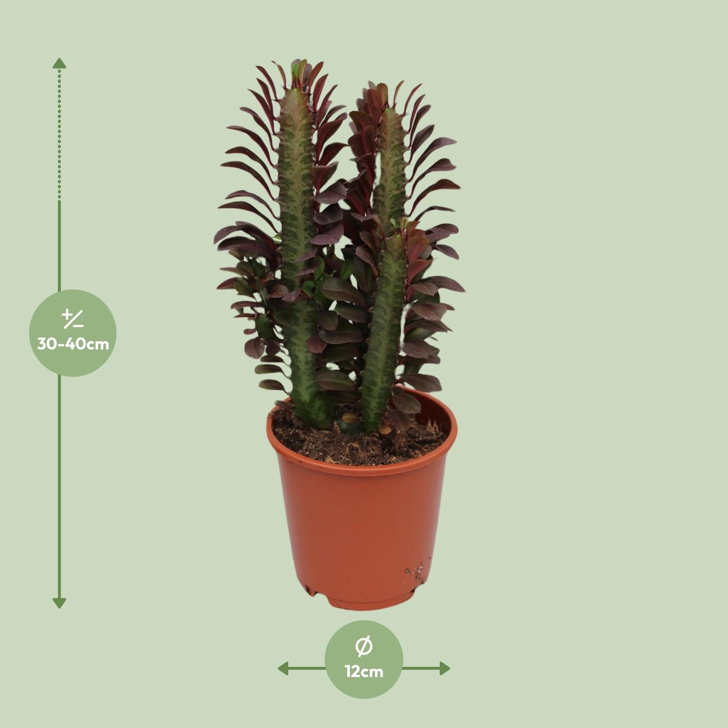 Euphorbia Trigona Rubra, Ø12 cm, 40 cm