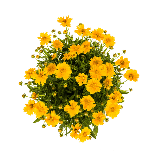 Coreopsis grandiflora Ø19cm - ↕50 - 60cm - Botanic-Vibes