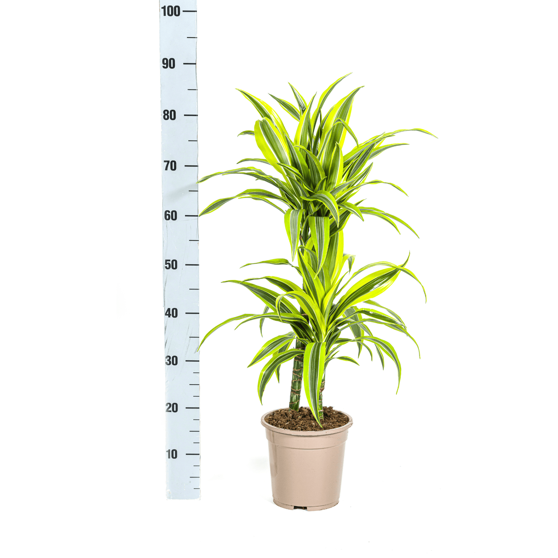 Dracaena Deremensis Lemon Lime Ø19cm - ↕70 - 90cm - Botanic-Vibes