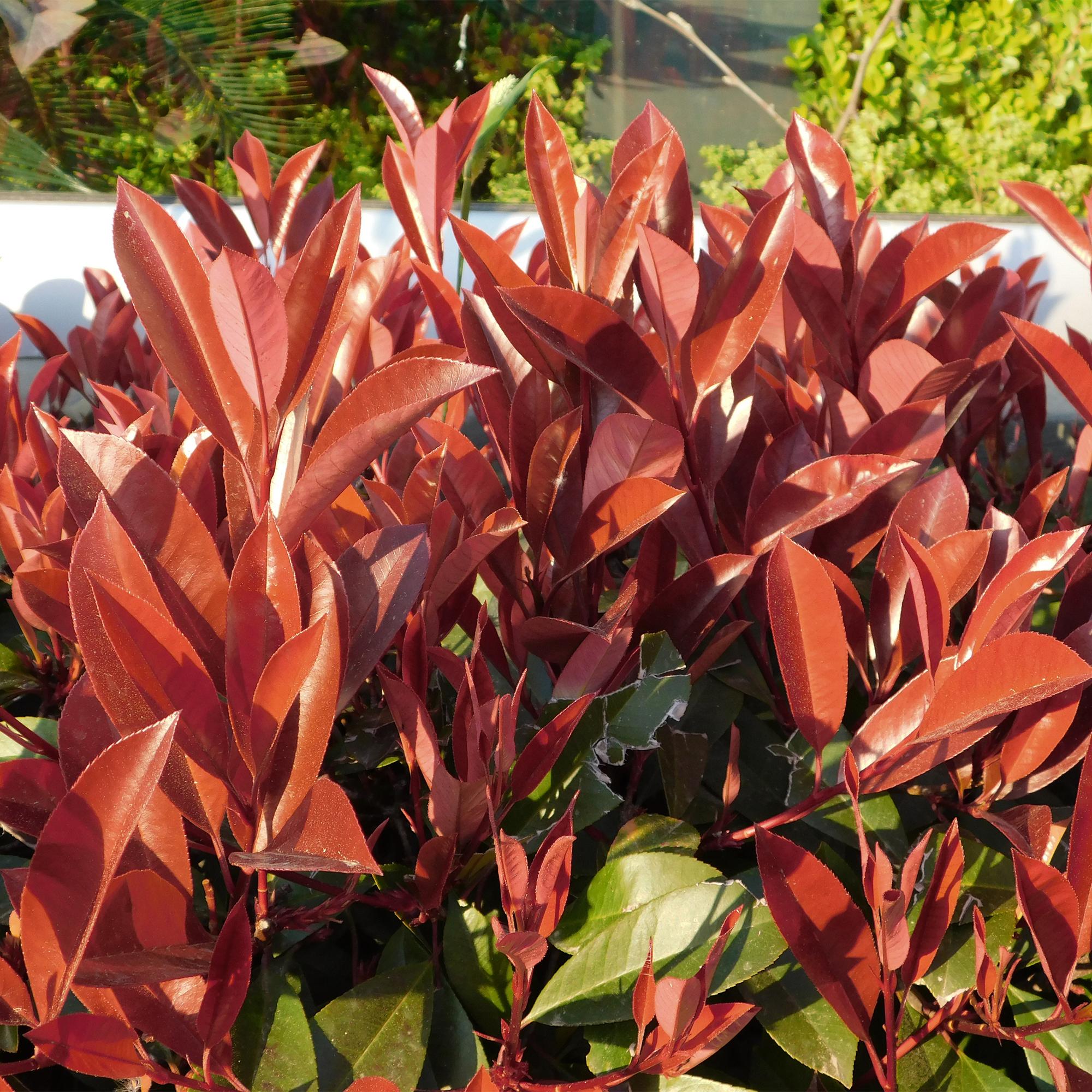 Stamm Pflanze, Photinia fraseri Little Rot Robin, Terrassenpflanze, Immergrün, Winterhart, Grün-Rotes Blatt, Topf 19 cm 90 cm