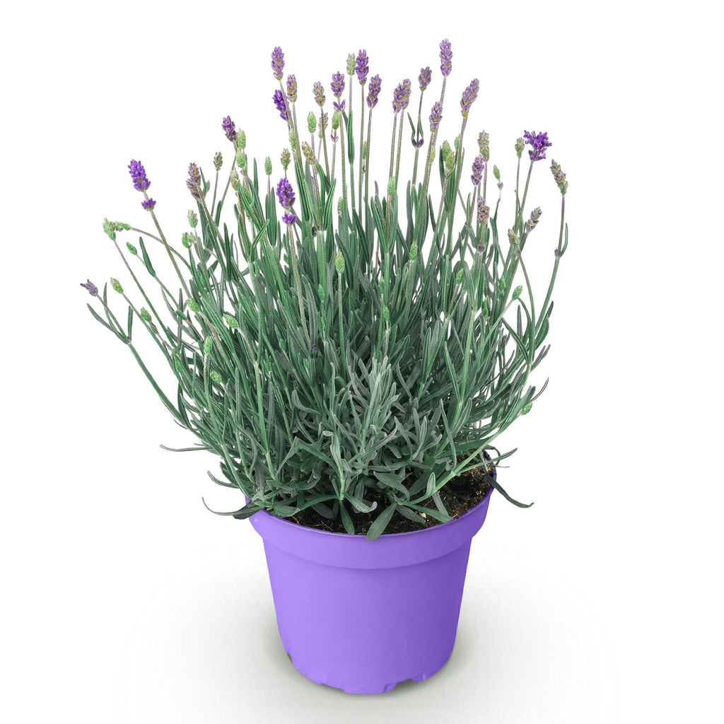 Lavandula angustifolia Munstead, Lavendel, Winterhart, Violett, 1 Pflanze, Topf 12 cm, 15-25 cm