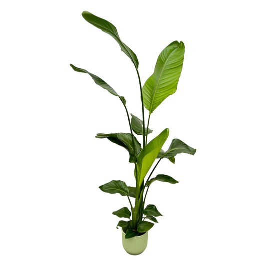 Strelitzia nicolai inklusive elho Vibes Fold Round grün – 130 cm – Ø18