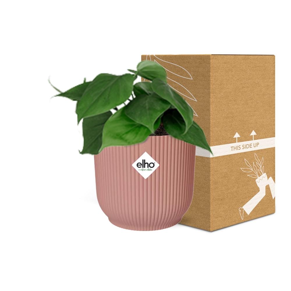 Philodendron Scandens im ELHO Vibes Fold, 14 cm, rosa