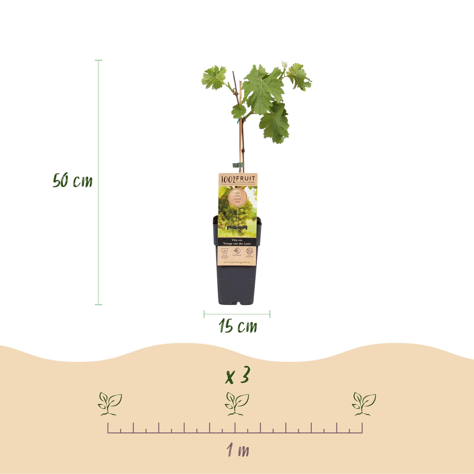 Obstpflanze, Vitis vinifera Vroege van der Laan, Weinrebe, Winterhart, Weiße Traube, 2 Pflanzen, Topf 15 cm, 50 cm