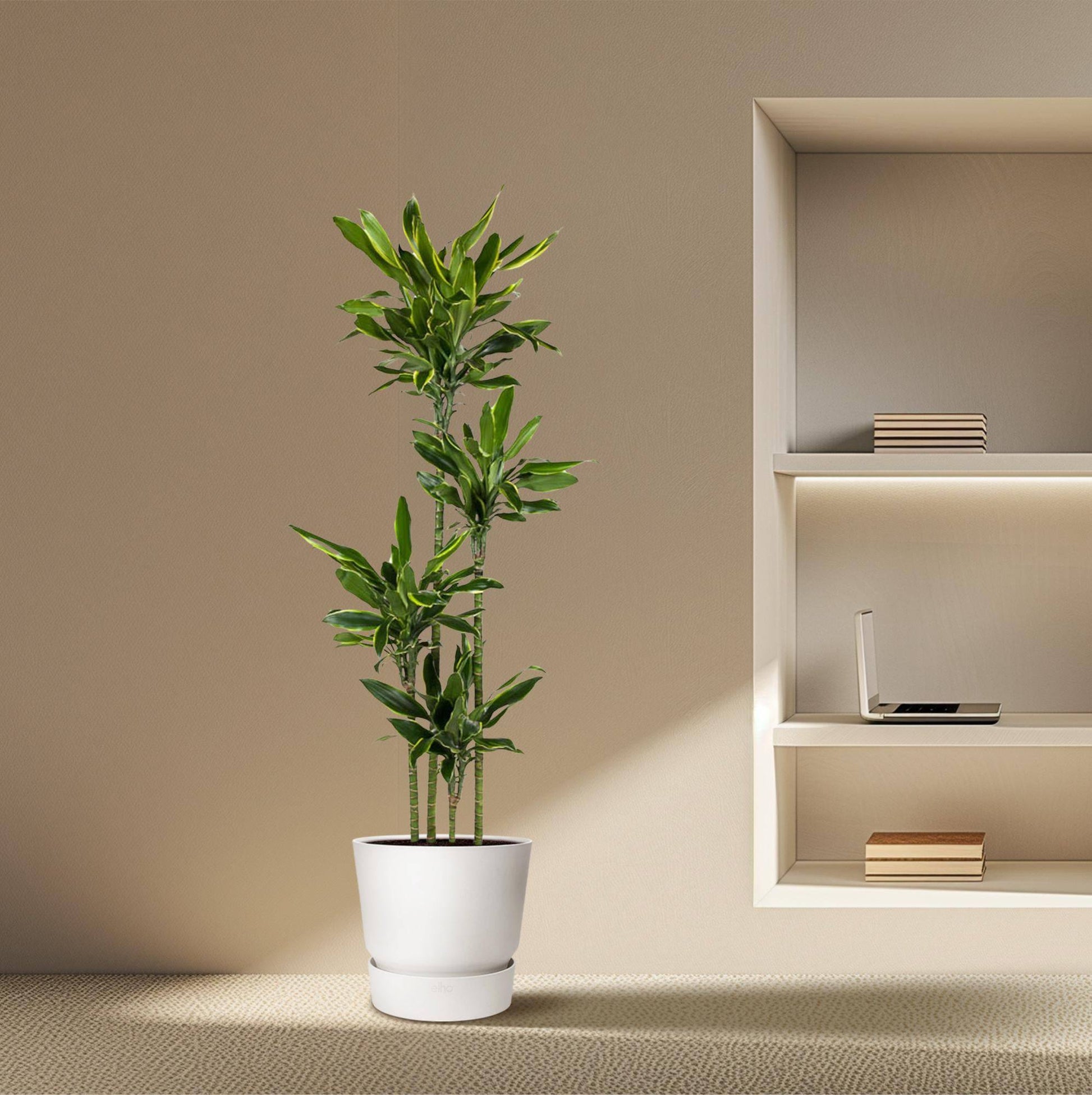 Dracaena golden coast – 170 cm – ø27 - Botanic-Vibes