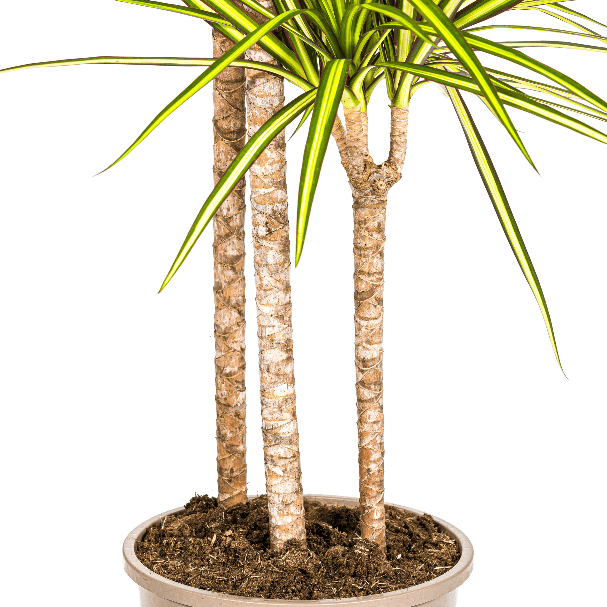 Dracaena Marginata Sunray Ø24cm - ↕130 - 150cm - Botanic-Vibes