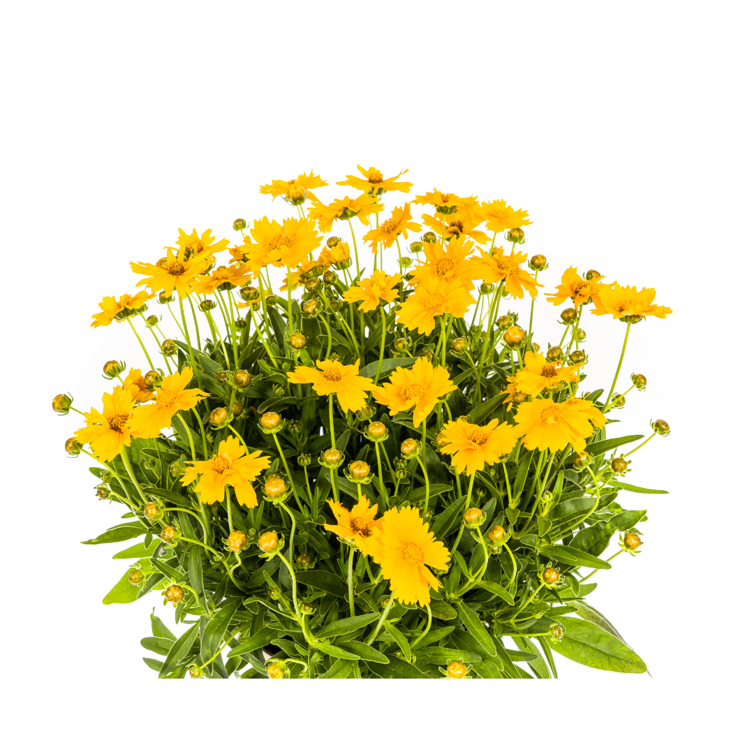 Coreopsis grandiflora Ø19cm - ↕50 - 60cm