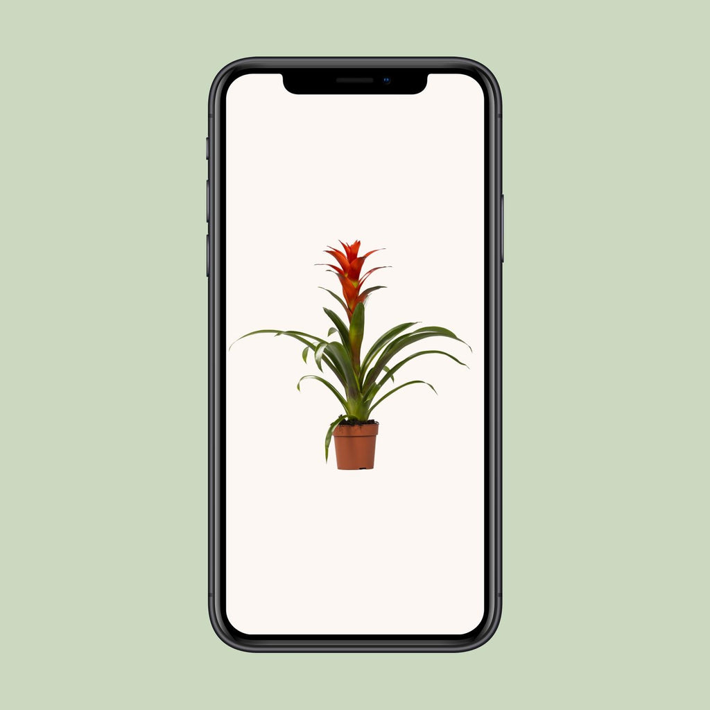 Guzmania Ostara, Ø12 cm, 45 cm