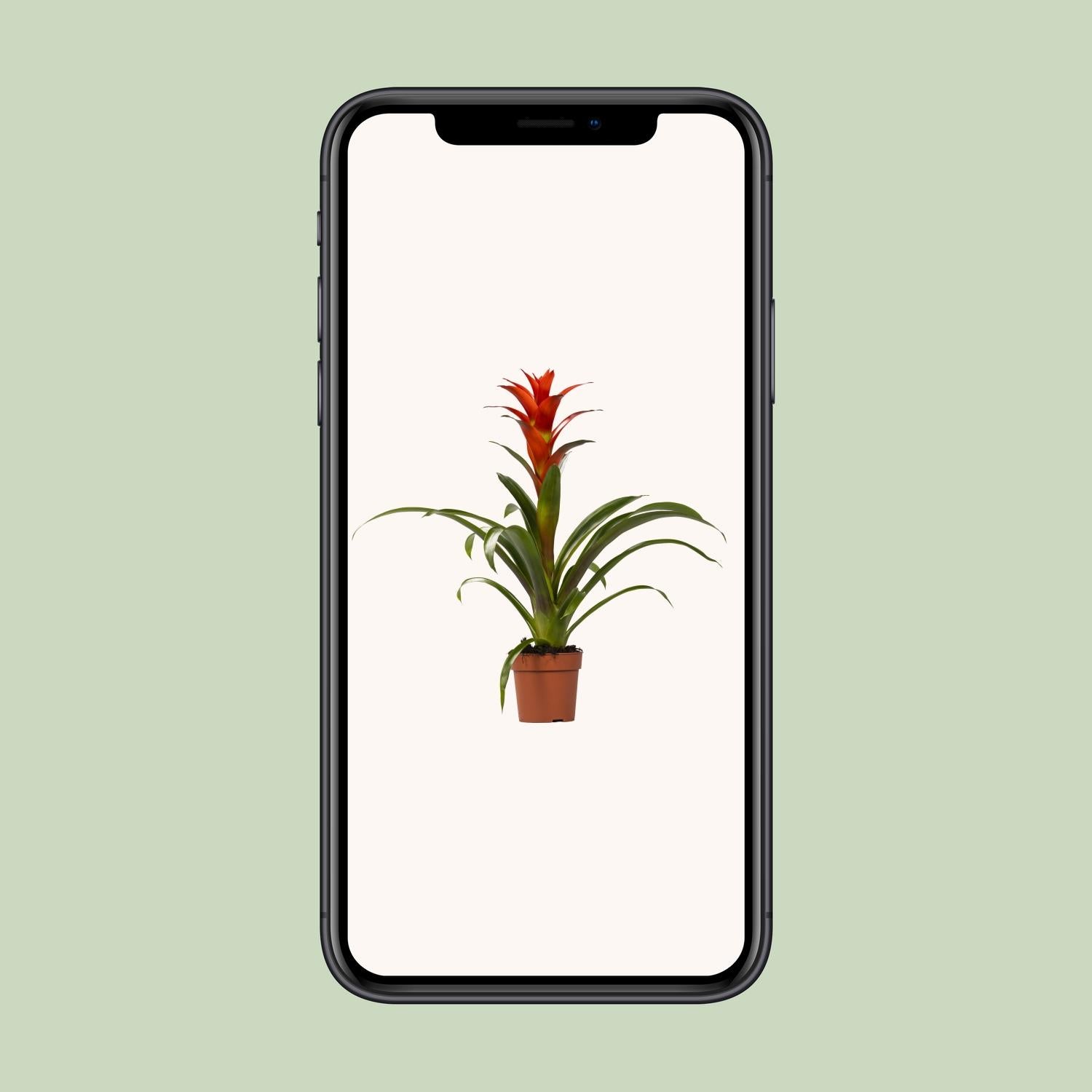 Guzmania Ostara, Ø12 cm, 45 cm