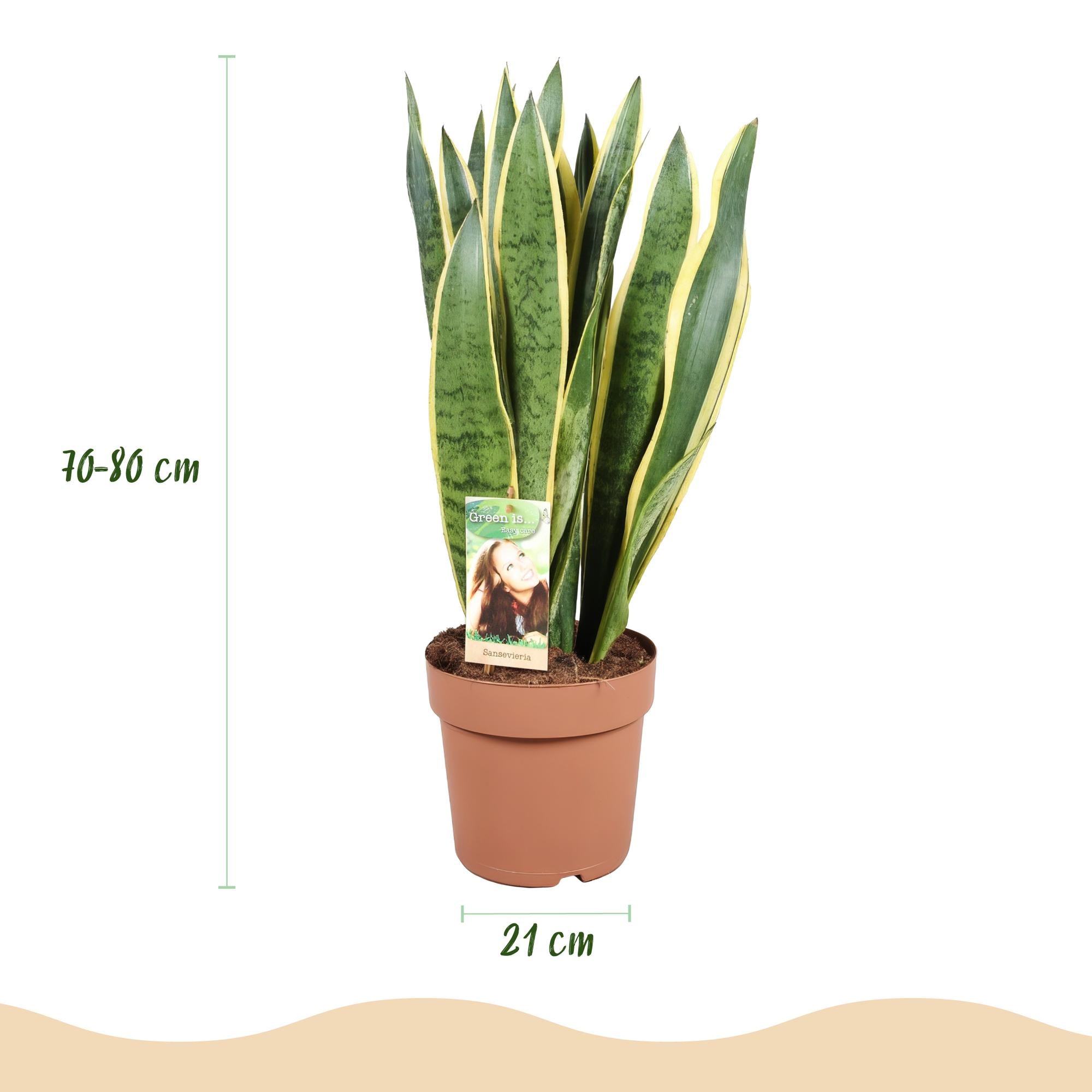Zimmerpflanzen, Sansevieria Laurentii, Schwiegermutterzunge, Wenig Pflege, Grün, Gelb, 1 Pflanze, Topf 21 cm, 70-80 cm