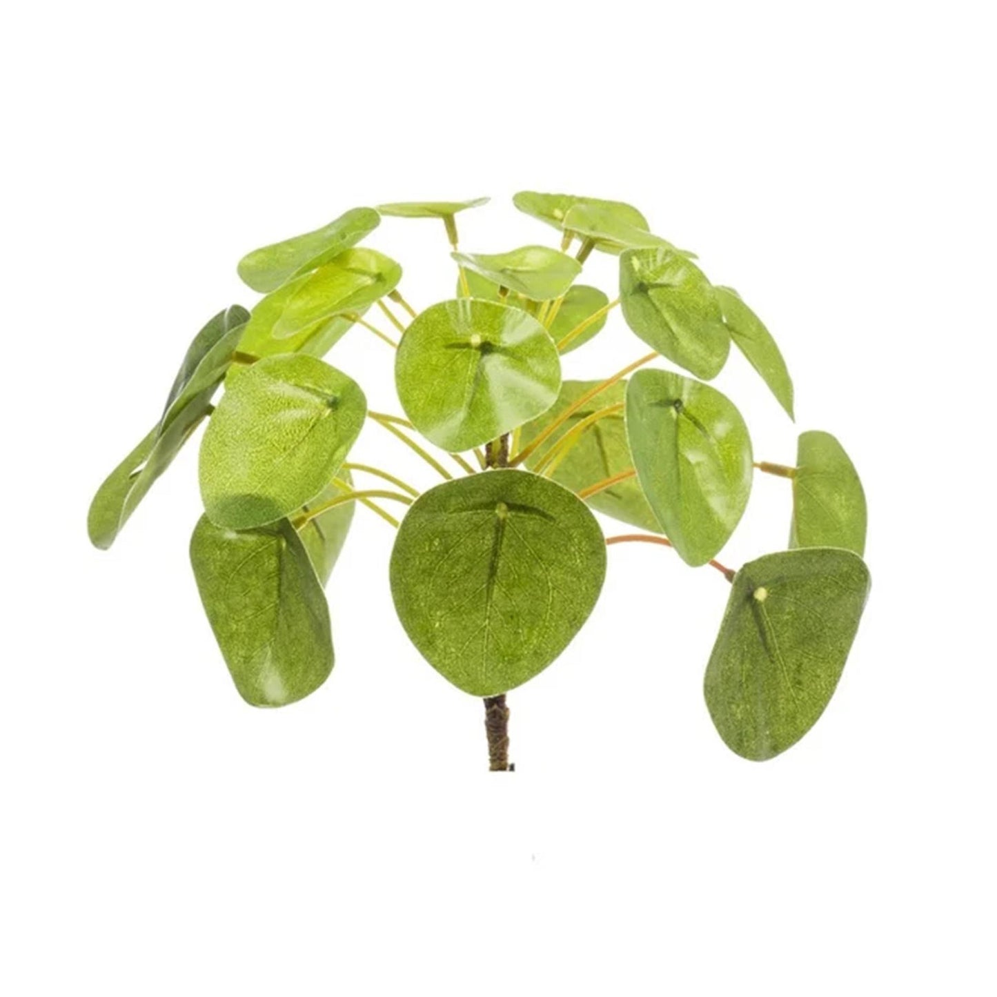 Pilea Mini-Busch – 13 cm