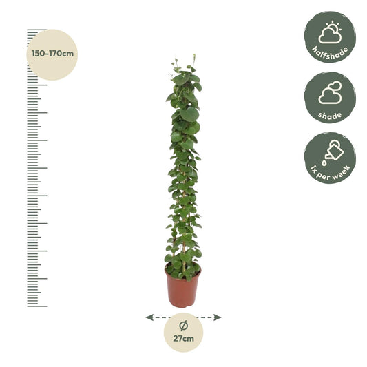 Cissus rotundifolia Pyramide – 160 cm – Ø27