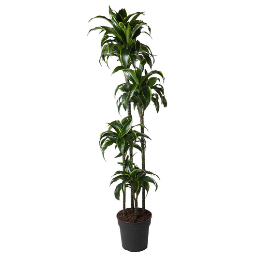 Dracaena dorado – 170 cm – ø27 - Botanic-Vibes