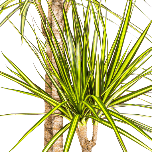 Dracaena Marginata Sunray Ø24cm - ↕130 - 150cm - Botanic-Vibes