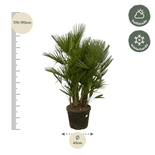 Chamaerops humilis mehrstämmig – 160–180 cm – Ø45