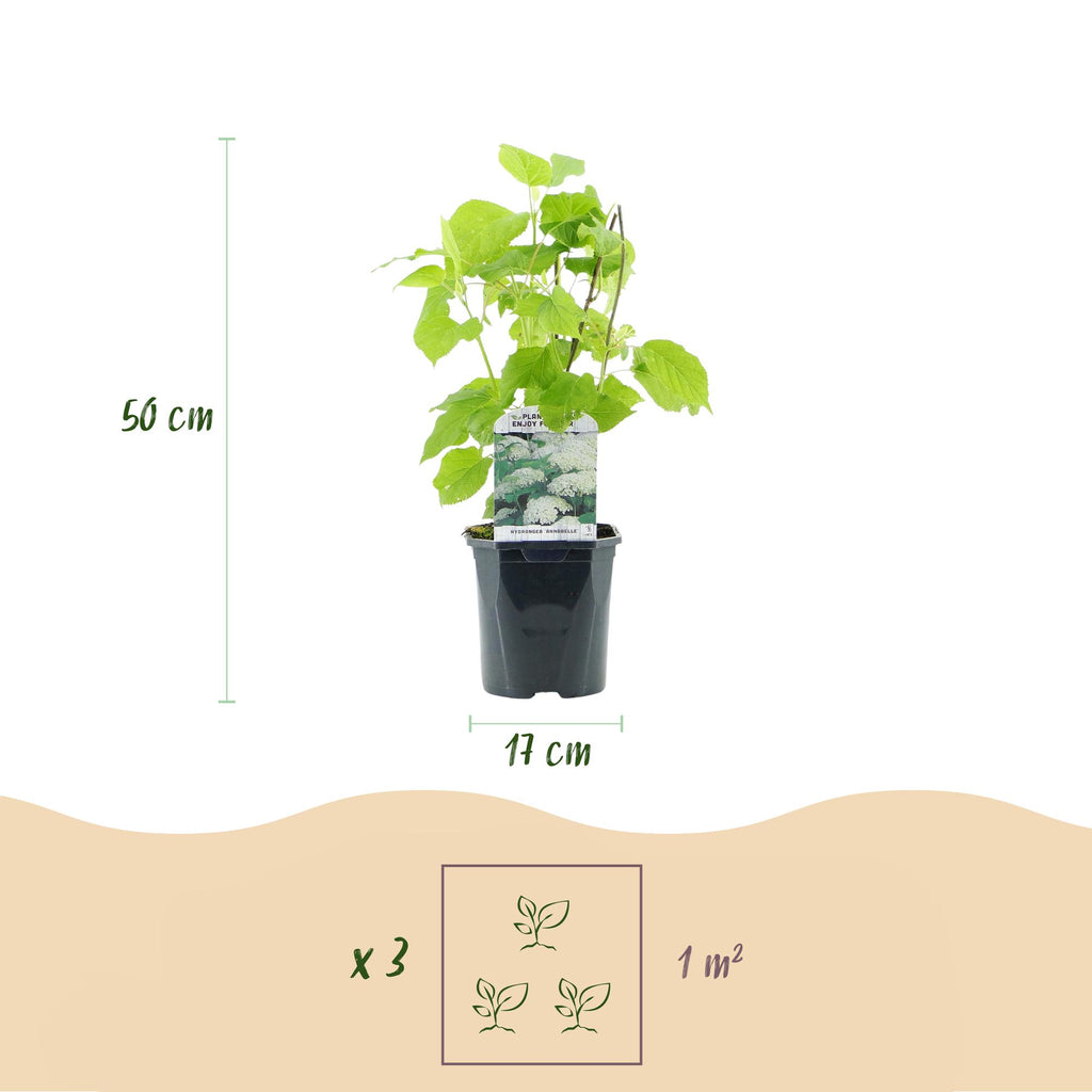 Rispenhortensie, Hydrangea arborescens Annabelle, Blüte Weiß, 1 Pflanze, Laubabwerfend, Große Blüten, Topf 17 cm 50 cm
