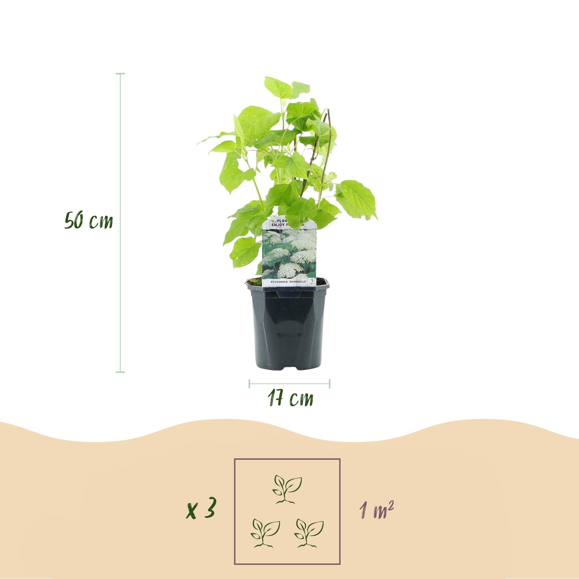 Rispenhortensie, Hydrangea arborescens Annabelle, Blüte Weiß, 1 Pflanze, Laubabwerfend, Große Blüten, Topf 17 cm 50 cm