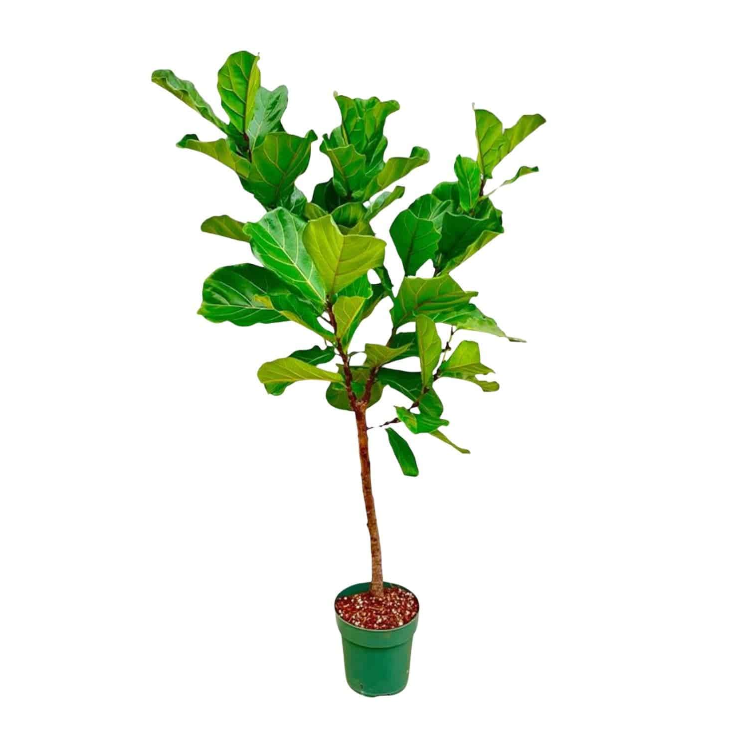 Ficus Lyrata-Stamm – 170 cm – Ø30 - Botanic-Vibes