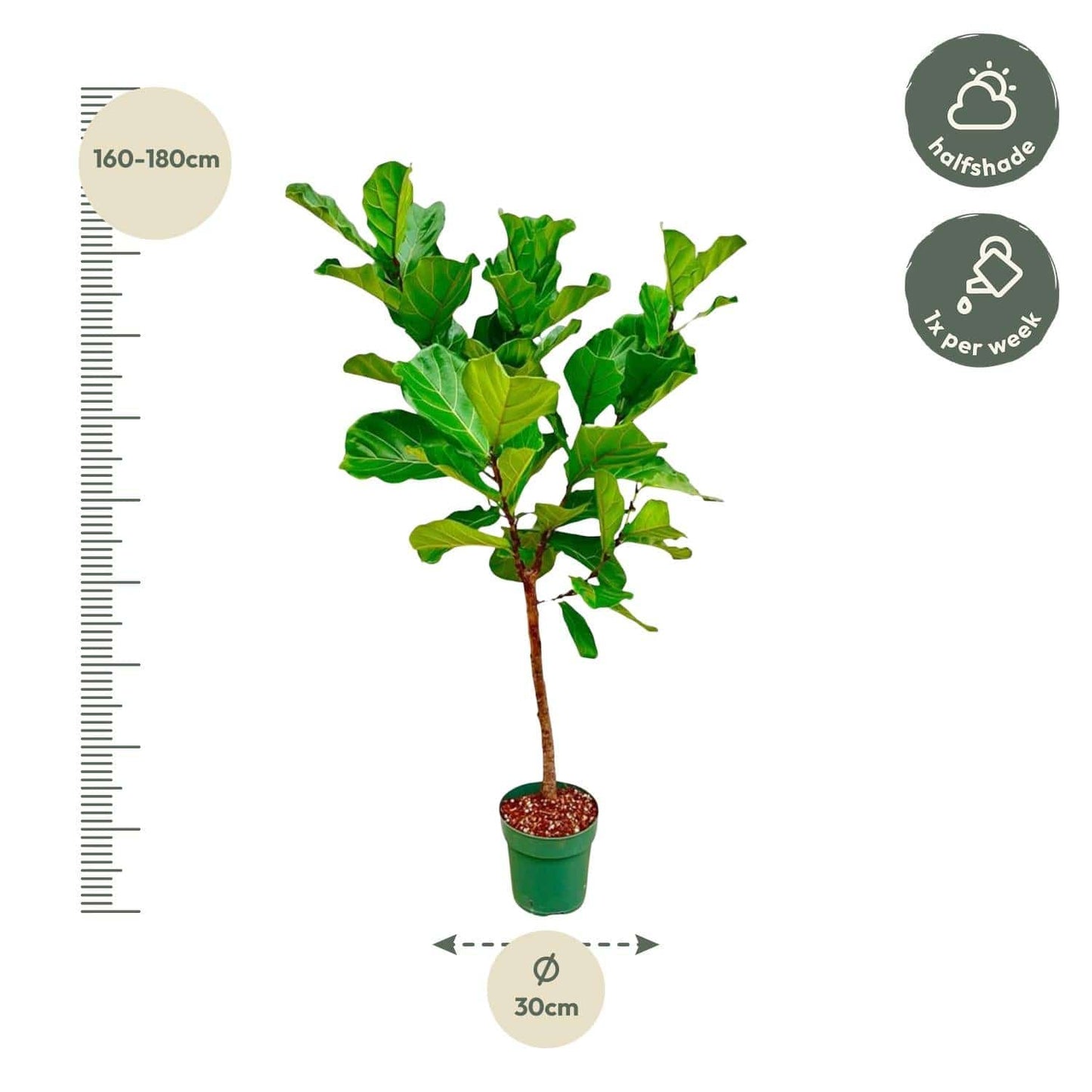 Ficus Lyrata-Stamm – 170 cm – Ø30 - Botanic-Vibes