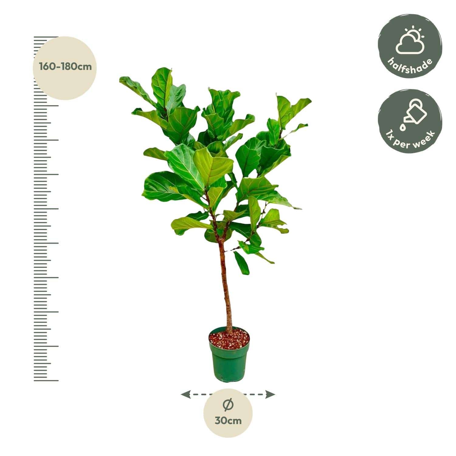Ficus Lyrata-Stamm – 170 cm – Ø30 - Botanic-Vibes