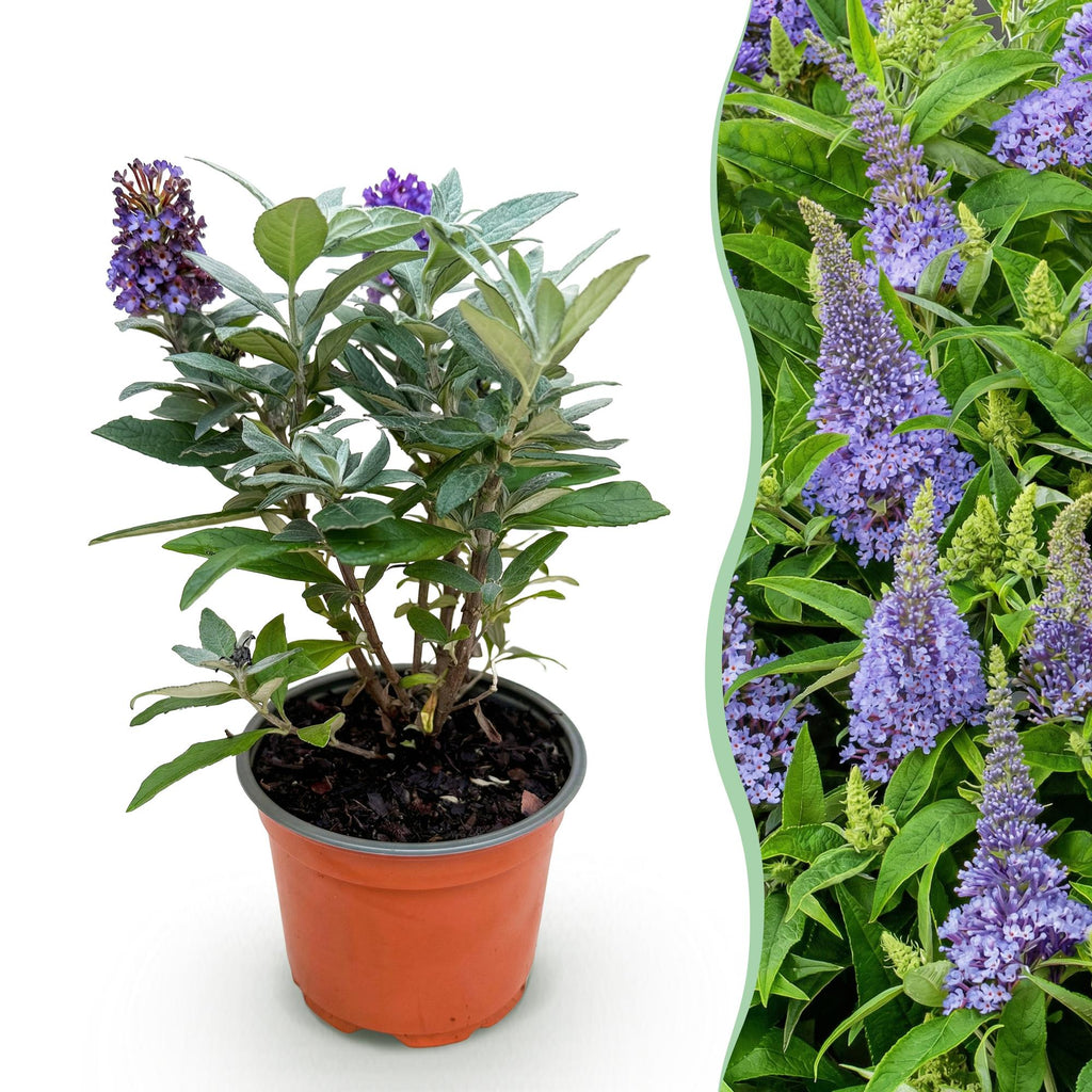 Green boutiQ, Gartenpflanze, Buddleja davidii Butterfly Candy Little Lila, Schmetterlingsstrauch, Kompakt, Lila, Topf 12cm, Höhe 20, 25cm