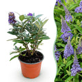 Green boutiQ, Gartenpflanze, Buddleja davidii Butterfly Candy Little Lila, Schmetterlingsstrauch, Kompakt, Lila, Topf 12cm, Höhe 20, 25cm