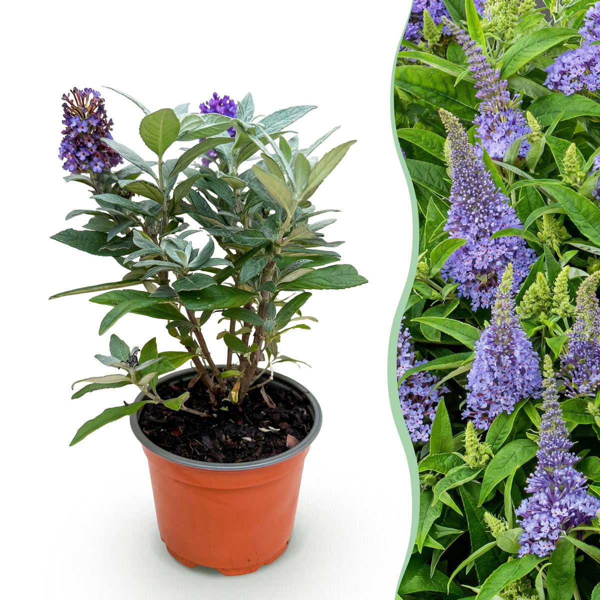 Green boutiQ, Gartenpflanze, Buddleja davidii Butterfly Candy Little Lila, Schmetterlingsstrauch, Kompakt, Lila, Topf 12cm, Höhe 20, 25cm