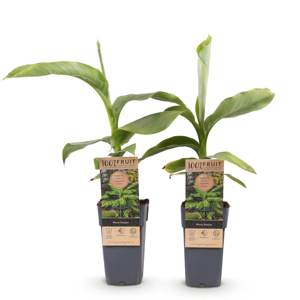 Obstpflanze, Musa Basjoo, Bananenbaum, Winterhart, Grün, 2 Pflanzen, Topf 15 cm, 50 cm