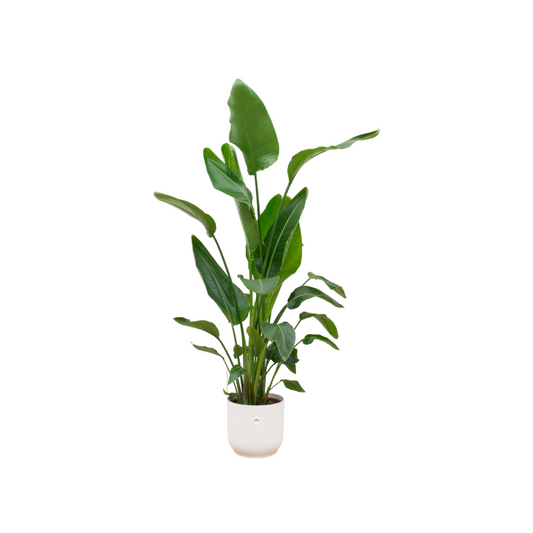 Combi deal - Strelitzia nicolai inklusive elho Vibes Fold Round Weiß Ø30 – 160 cm
