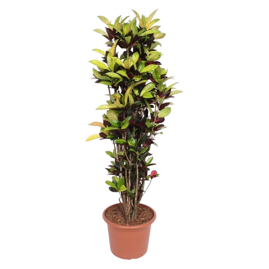 Codiaeum Iceton (Croton Iceton) – 190 cm – Ø45