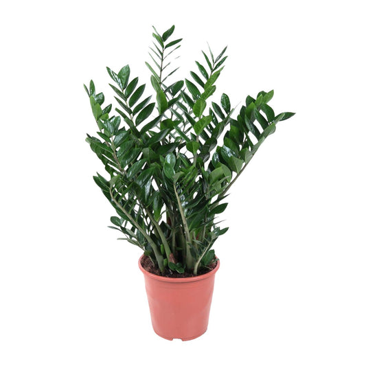Zamioculcas Zamiifolia – 100 cm – Ø27
